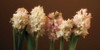 Garden Blooms Poster Print by Janel Pahl - Item # VARPDXPOD5842