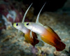 A pair of fire dartfish, Milne Bay, Papua New Guinea Poster Print by Bruce Shafer/Stocktrek Images - Item # VARPSTBRU400164U