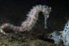 White thorny seahorse, Anilao, Philippines Poster Print by Brook Peterson/Stocktrek Images - Item # VARPSTBRP400148U