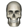 Anterior view of human skull anatomy Poster Print by Photon Illustration/Stocktrek Images - Item # VARPSTPHT700010H