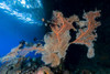 A large sea fan, Milne Bay, Papua New Guinea Poster Print by Bruce Shafer/Stocktrek Images - Item # VARPSTBRU400174U
