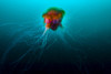 Lion's mane jellyfish rise to the surface in Alaska Poster Print by Jennifer Idol/Stocktrek Images - Item # VARPSTJDL400162U