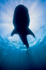 Whale shark in Isla Mujeres, Mexico Poster Print by Jennifer Idol/Stocktrek Images - Item # VARPSTJDL400201U