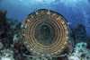 A traditional fish trap made out of bamboo in the waters off Indonesia Poster Print by Ethan Daniels/Stocktrek Images - Item # VARPSTETH401315U