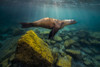 California sea lion in Isla Mujeres, Mexico Poster Print by Jennifer Idol/Stocktrek Images - Item # VARPSTJDL400203U