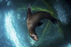 A young sea lion plays under the an oil rig platform, Southern California Poster Print by Brook Peterson/Stocktrek Images - Item # VARPSTBRP400189U