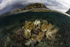 A beautiful set of corals grows in shallow water in Komodo National Park, Indonesia Poster Print by Ethan Daniels/Stocktrek Images - Item # VARPSTETH401184U