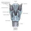 Posterior larynx anatomy with annotations Poster Print by Photon Illustration/Stocktrek Images - Item # VARPSTPHT700019H