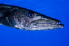 A barracuda in Grand Cayman, Cayman Islands Poster Print by Jennifer Idol/Stocktrek Images - Item # VARPSTJDL400144U