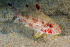 Freckled goatfish in Malaysia Poster Print by Jennifer Idol/Stocktrek Images - Item # VARPSTJDL400238U