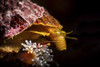 Profile of a sea snail in Monterey, Central California Poster Print by Brook Peterson/Stocktrek Images - Item # VARPSTBRP400006U