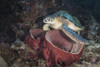 Green sea turtle on a barrel sponge in North Sulawesi, Indonesia Poster Print by Brandi Mueller/Stocktrek Images - Item # VARPSTBMU400040U