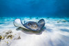 Stingrays swim through the deeper waters of Grand Cayman, Cayman Islands Poster Print by Jennifer Idol/Stocktrek Images - Item # VARPSTJDL400141U