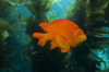 Garibaldi hide in the kelp in the Catalina Islands, California Poster Print by Jennifer Idol/Stocktrek Images - Item # VARPSTJDL400037U