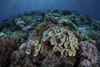 A beautiful and healthy coral reef grows in Komodo National Park, Indonesia Poster Print by Ethan Daniels/Stocktrek Images - Item # VARPSTETH401132U