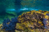 Reef growth on rocks at Isla Mujeres, Mexico Poster Print by Jennifer Idol/Stocktrek Images - Item # VARPSTJDL400208U