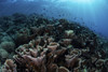 A beautiful and fragile coral reef grows in Komodo National Park, Indonesia Poster Print by Ethan Daniels/Stocktrek Images - Item # VARPSTETH401074U