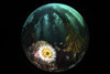 Anemone and kelp taken with a circular fisheye lens, Monterey, Central California Poster Print by Brook Peterson/Stocktrek Images - Item # VARPSTBRP400010U