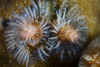 A colorful Christmas tree worm Poster Print by Ethan Daniels/Stocktrek Images - Item # VARPSTETH401176U