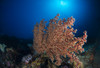 Soft coral in the reef at Komodo, Indonesia Poster Print by Aaron Wong/Stocktrek Images - Item # VARPSTAAW400011U