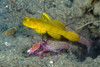 Yellow shrimp goby with a shrimp, Milne Bay, Papua New Guinea Poster Print by Bruce Shafer/Stocktrek Images - Item # VARPSTBRU400179U