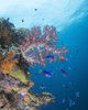 Soft coral growth on a wreck in Truk Lagoon Micronesia Poster Print by Brandi Mueller/Stocktrek Images - Item # VARPSTBMU400136U