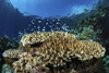Fish over coral on a reef, North Sulawesi, Indonesia Poster Print by Brook Peterson/Stocktrek Images - Item # VARPSTBRP400048U