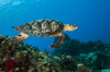 Hawksbille sea turtles search for food on the coral reefs in Mexico Poster Print by Jennifer Idol/Stocktrek Images - Item # VARPSTJDL400049U