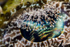 Eye detail of a crocodile flathead, New Ireland, Papua New Guinea Poster Print by Bruce Shafer/Stocktrek Images - Item # VARPSTBRU400183U