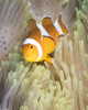 False clownfish in an anemone in Komodo National Park, Indonesia Poster Print by Brandi Mueller/Stocktrek Images - Item # VARPSTBMU400203U