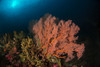 Sea fan on colorful reefs with sunburst in background Komodo, Indonesia Poster Print by Aaron Wong/Stocktrek Images - Item # VARPSTAAW400026U