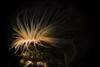 A tube anemone illuminated with a snoot, Southern California Poster Print by Brook Peterson/Stocktrek Images - Item # VARPSTBRP400026U