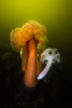 Giant plumose anemone in the Hood Canal, Puget Sound, Washington Poster Print by Jennifer Idol/Stocktrek Images - Item # VARPSTJDL400248U