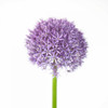 Allium flower close-up Poster Print by Assaf Frank - Item # VARPDXAF20090601049