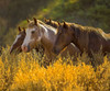 Horses In Gold Poster Print by Sally Linden - Item # VARPDXLIN53