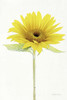 Light and Bright Floral VIII Poster Print by Elizabeth Urquhart - Item # VARPDX33345HR