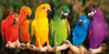 Rainbow Parrots Poster Print by Mike Jones - Item # VARPDXPOD5823
