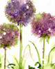 Alliums Poster Print by Dawn Derman - Item # VARPDXD1008D