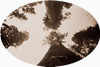 Among the Treetops, Calaveras Grove, California, 1878 Poster Print by Carleton Watkins - Item # VARPDX455387