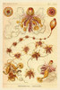 Haeckel Nature Illustrations: Siphoneae Hydrozoa Poster Print by Ernst Haeckel - Item # VARPDX449730