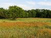 A field of wildflowers near the town of Trenton in Fannin County in Northeast Texas Poster Print by Carol Highsmith - Item # VARPDX468112