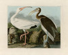 Ibis Poster Print by John James Audubon - Item # VARPDXJJA222