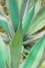 Agave Succulent #3 Poster Print by Alan Blaustein - Item # VARPDXB3413D