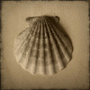 Seashell Study I Poster Print by Heather Jacks - Item # VARPDXPOD5051