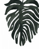 Tropical Palm II BW Poster Print by Wild Apple Portfolio - Item # VARPDX25315