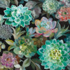 Floral Succulents v2 Crop Poster Print by Danhui Nai - Item # VARPDX32929 Floral Succulents v2 Crop Poster Print by Danhui Nai - Item # VARPDX32929