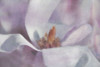 Magnolia Melody I Poster Print by Irene Weisz - Item # VARPDX18535