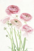 Light and Bright Floral V Poster Print by Elizabeth Urquhart - Item # VARPDX33342HR