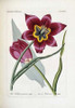 Tulipa Praecox Poster Print by H.G.L. Reichenbach - Item # VARPDX267098