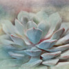 Pastel Succulent I Poster Print by Irene Weisz - Item # VARPDX18984